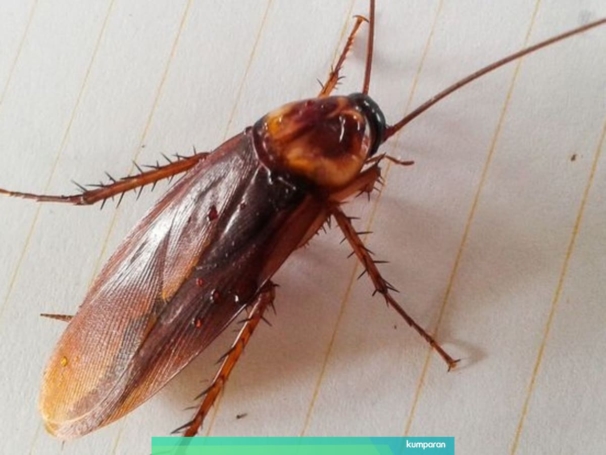 Cerita 9 Hari Sulitnya Mengeluarkan Kecoak Dari Telinga Seorang