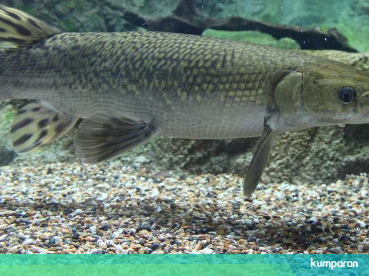 Ikan Aligator Yang Gigit Balita Di Lapas Sukamiskin Diduga Punya Napi Kumparan Com