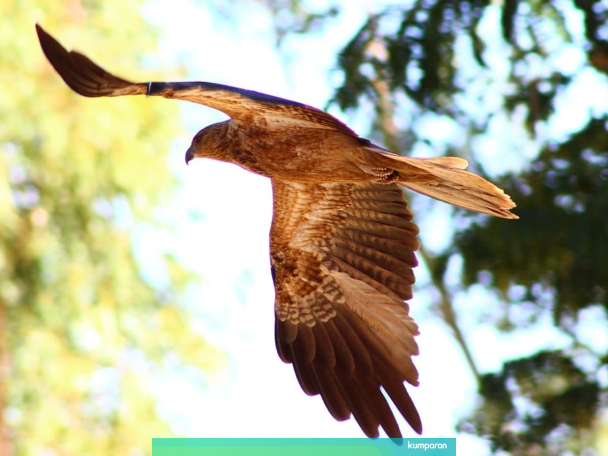 Burung Burung Elang Api Dengan Sengaja Bakar Hutan Di Australia