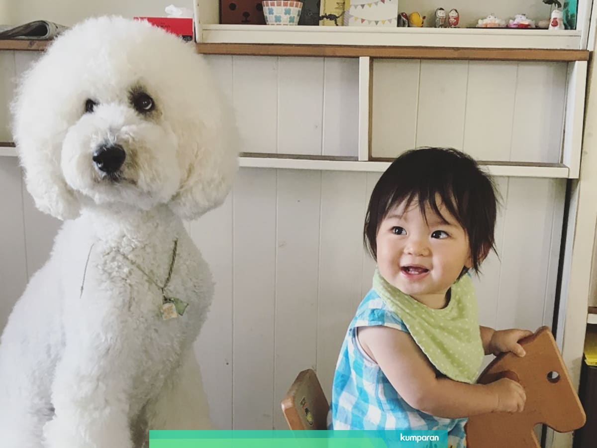 Persahabatan Bocah 1 Tahun Dengan Anjing Pudel Raksasa Kumparan Com