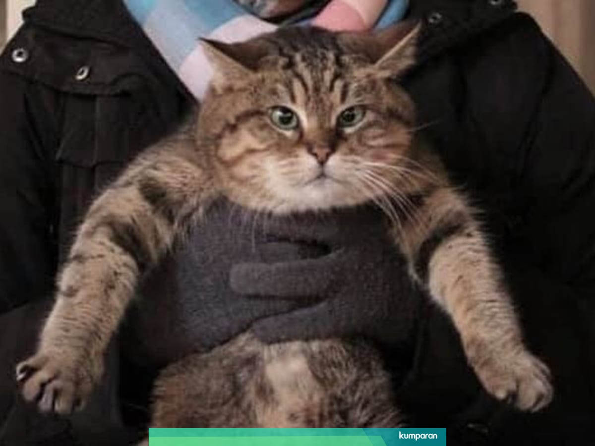 Mengenal Gli Kucing Lucu Penghuni Hagia Sophia Selama Belasan Tahun Kumparan Com