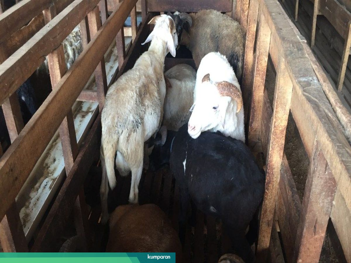 Kisah Peternak Kambing Di Bogor Yang Raup Omzet Rp 500 Juta Per