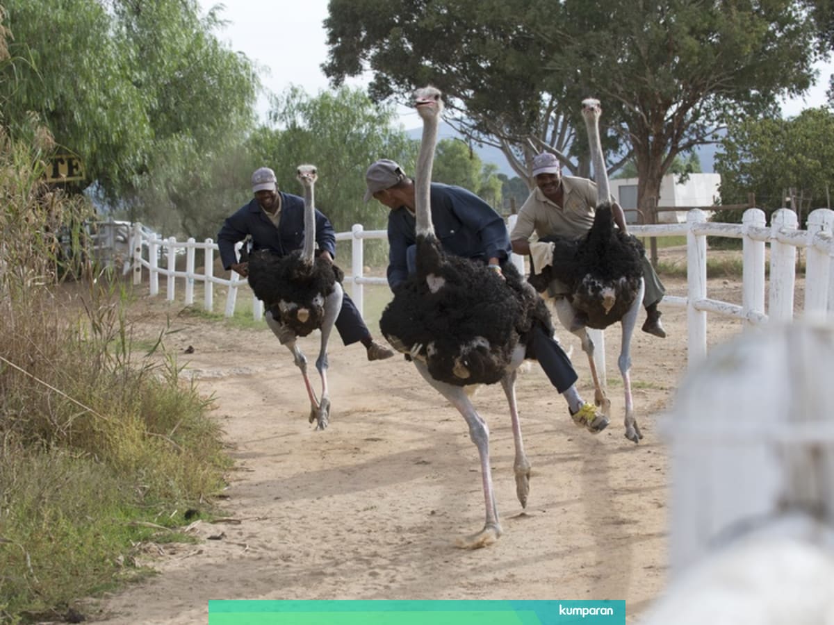 Evolusi Bikin Burung Unta Dan Kasuari Tak Bisa Terbang Kumparan Com