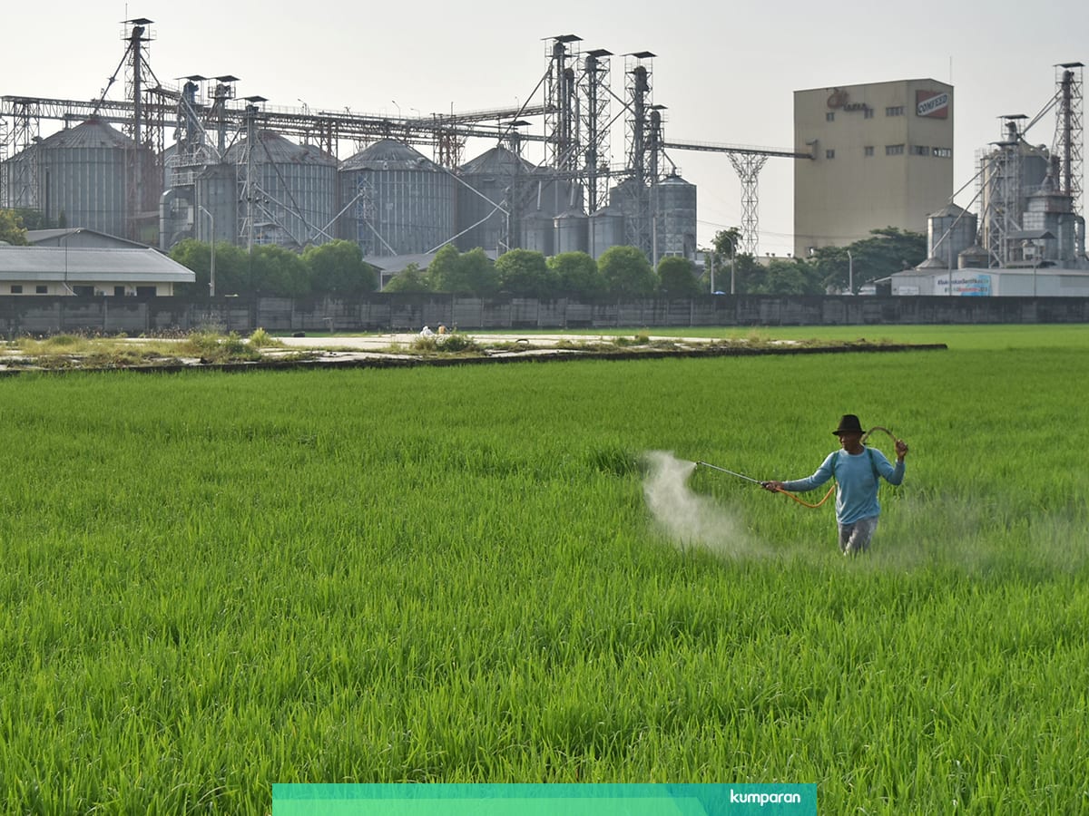 Dukung Petani Milenial Bumn Terapkan Kiat Ini Kumparan Com