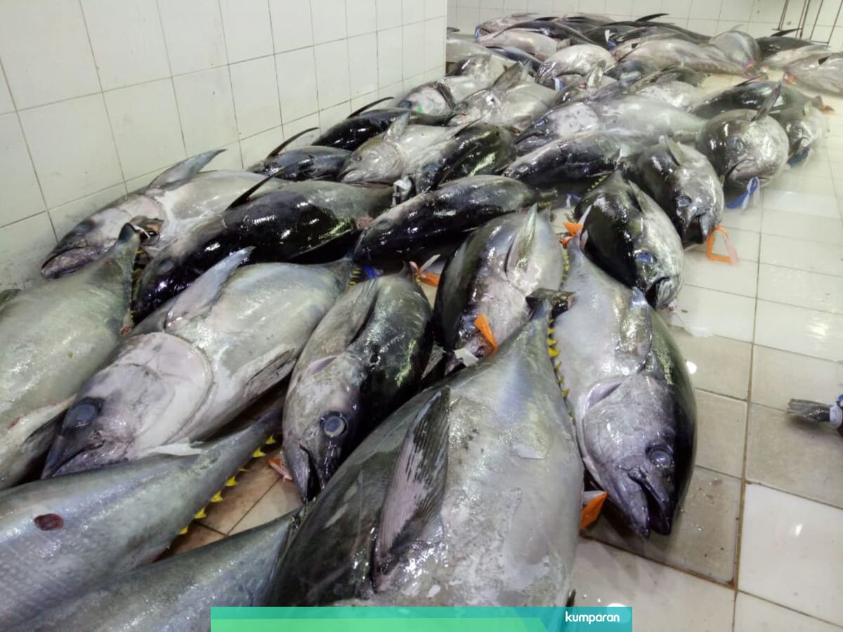 Syarat Tuna Ri Agar Bebas Pajak Di Uni Eropa Kumparan Com