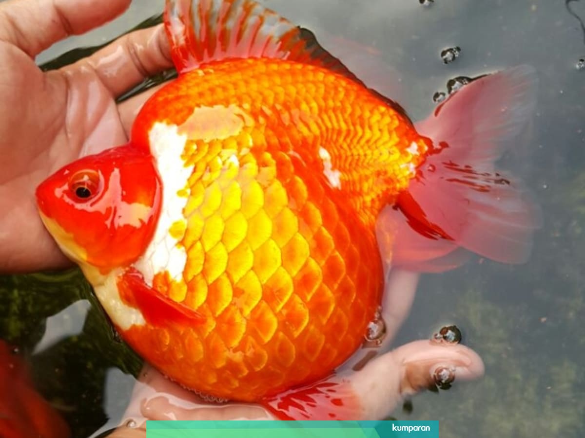 42 Persen Jenis Ikan Hias Di Dunia Ada Di Ri Kumparan Com