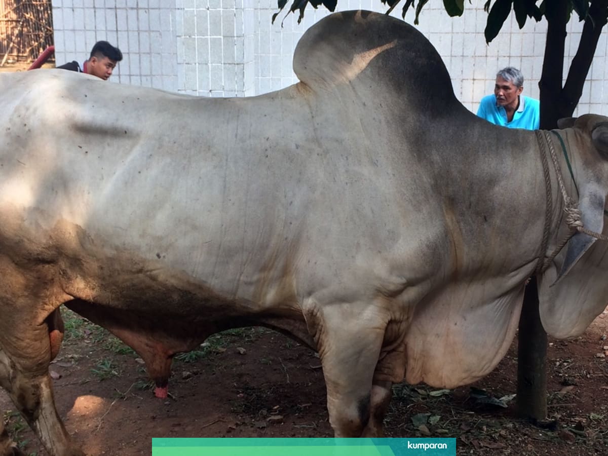 Lebih Banyak Untung Peternak Pilih Jual Sapi Betina Produktif