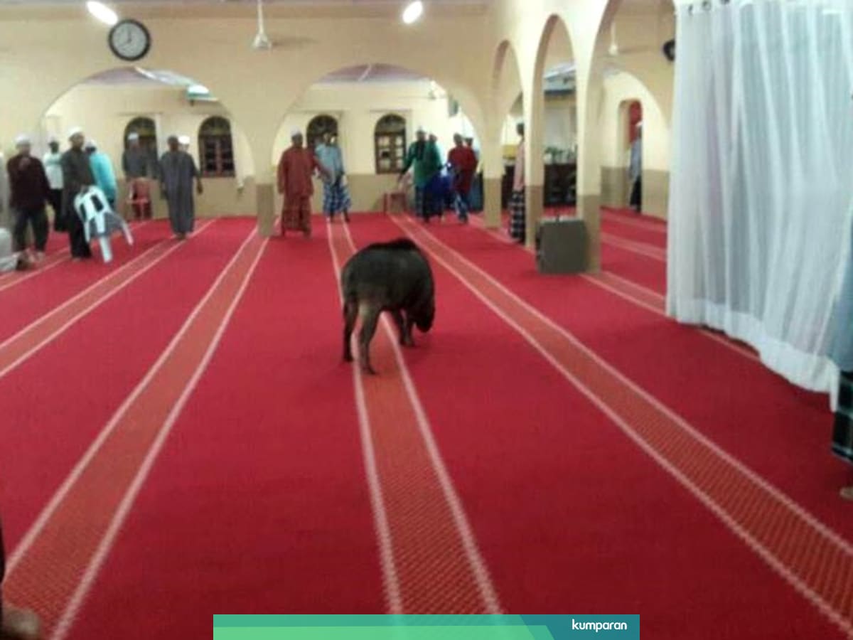 Babi Hutan Mengamuk Dalam Masjid Di Malaysia Lukai Satu Orang Kumparan Com