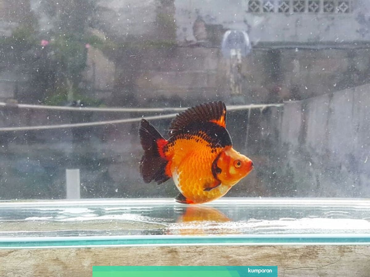 Tak Hanya Bawa Hoki Punya Ikan Mas Koki Juga Bisa Raup Untung Besar Kumparan Com