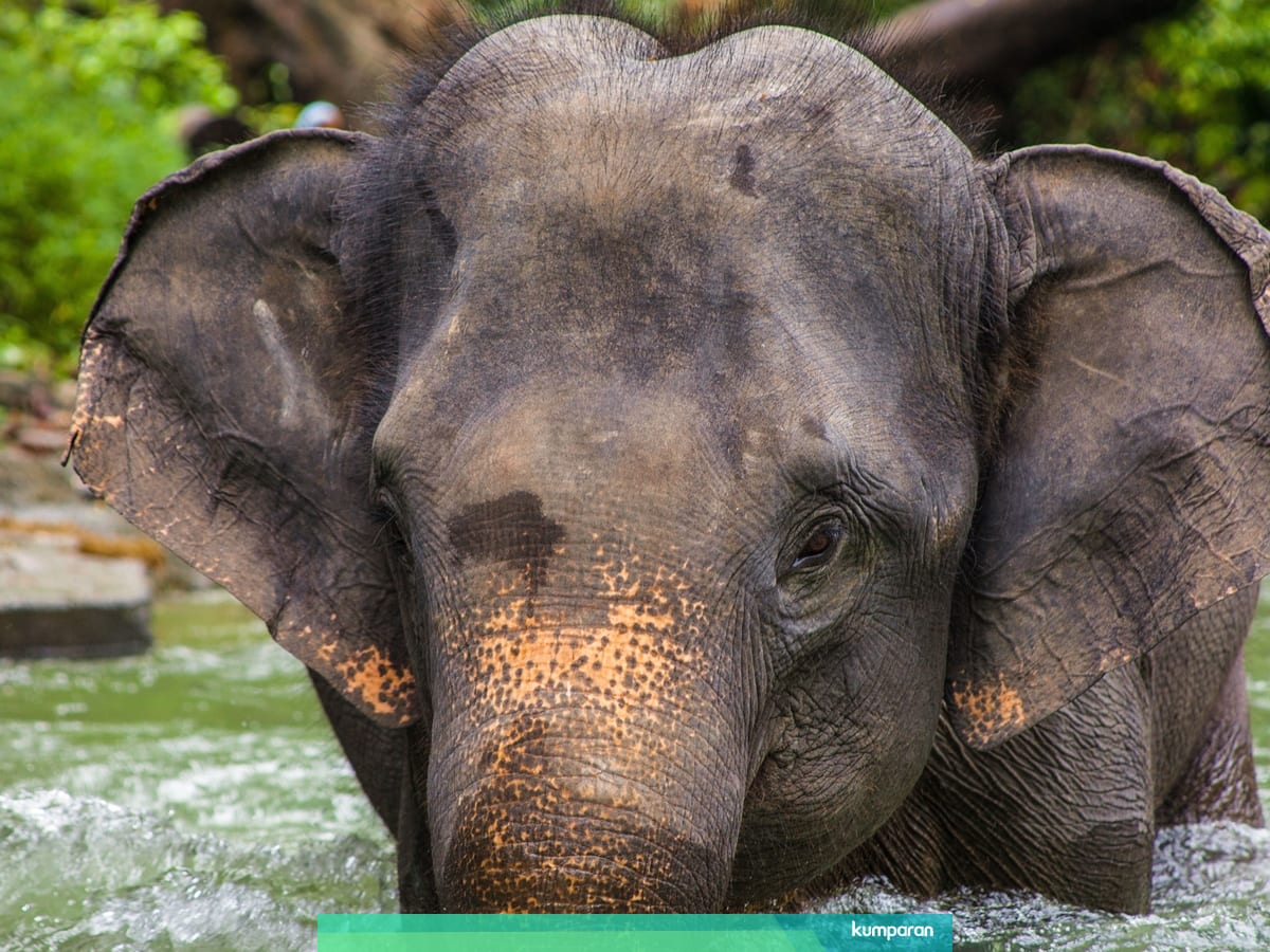 Mengapa Gajah Dijadikan Simbol Negara Thailand Kumparan Com