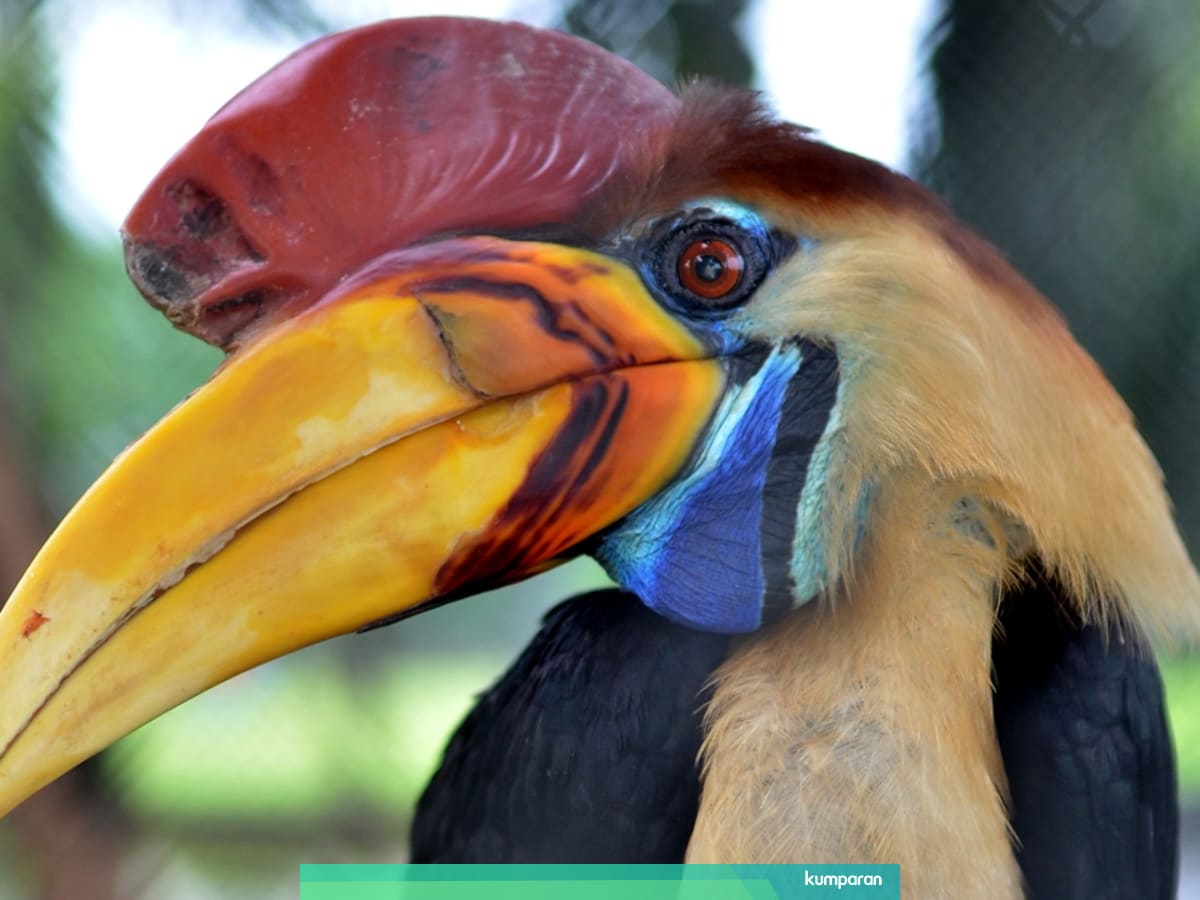 Populasi Burung Rangkong Sulawesi Kritis Kumparan Com