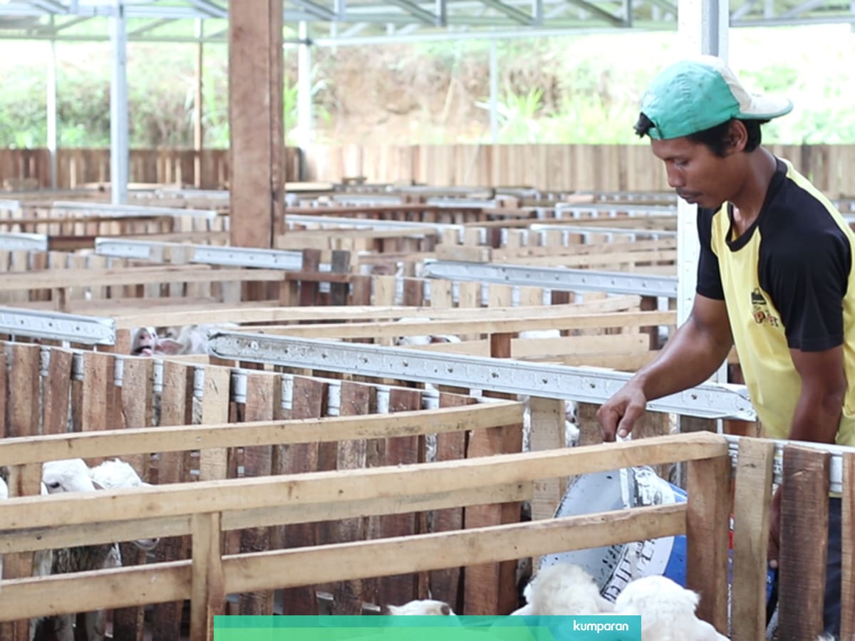 Bagas Farm Bukan Peternakan Kambing Biasa Kumparan Com