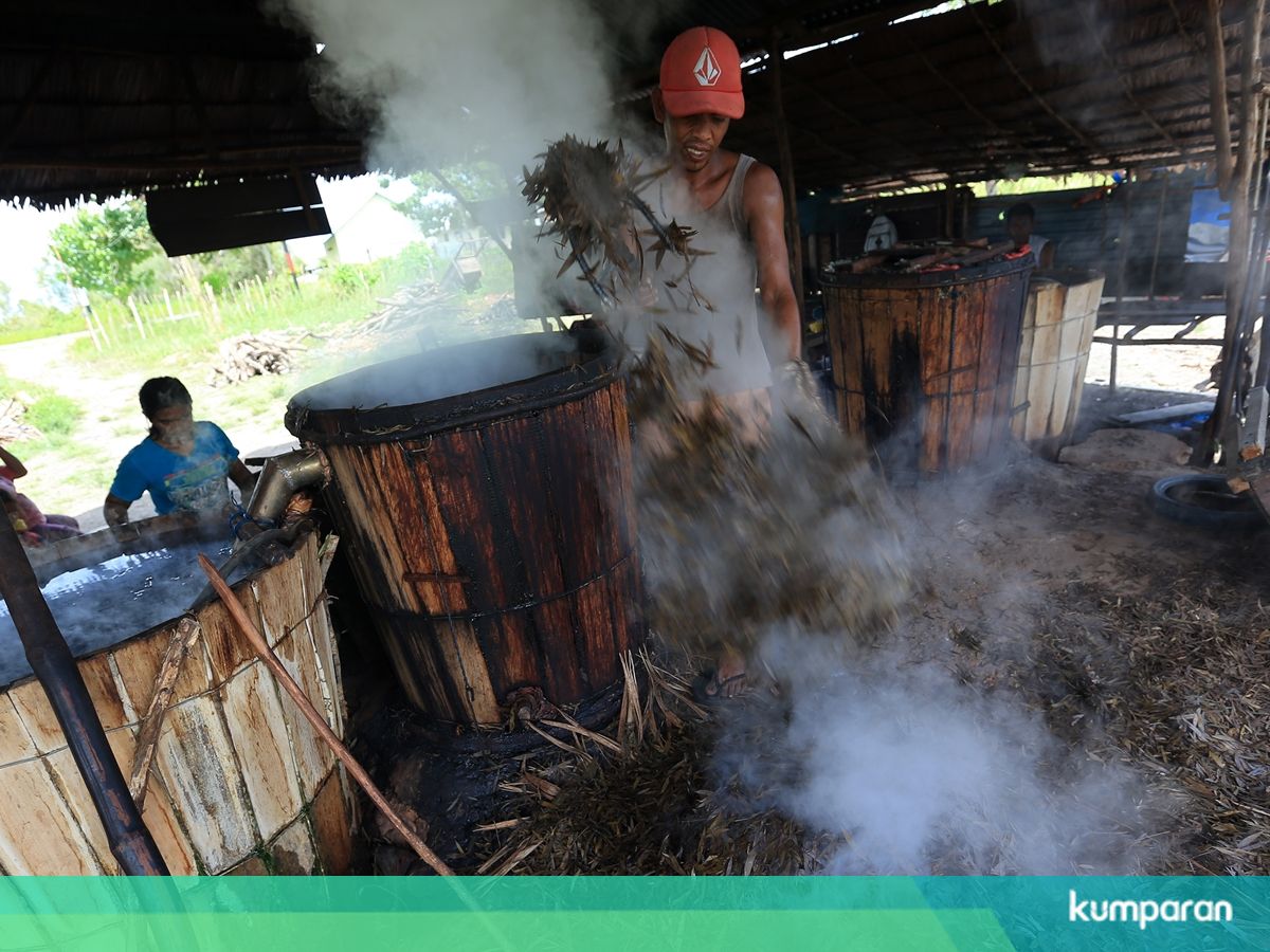 Minyak Kayu Putih Berasal Dari Daerah MINYAKOL