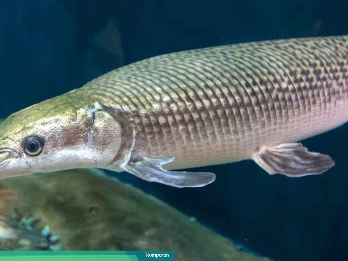 Balita Digigit Ikan Aligator Di Kolam Lapas Perempuan Sukamiskin Kumparan Com