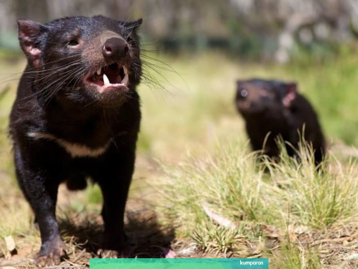 Kisah Penyelamatan Tasmanian Devil Yang Terancam Punah Kumparan Com