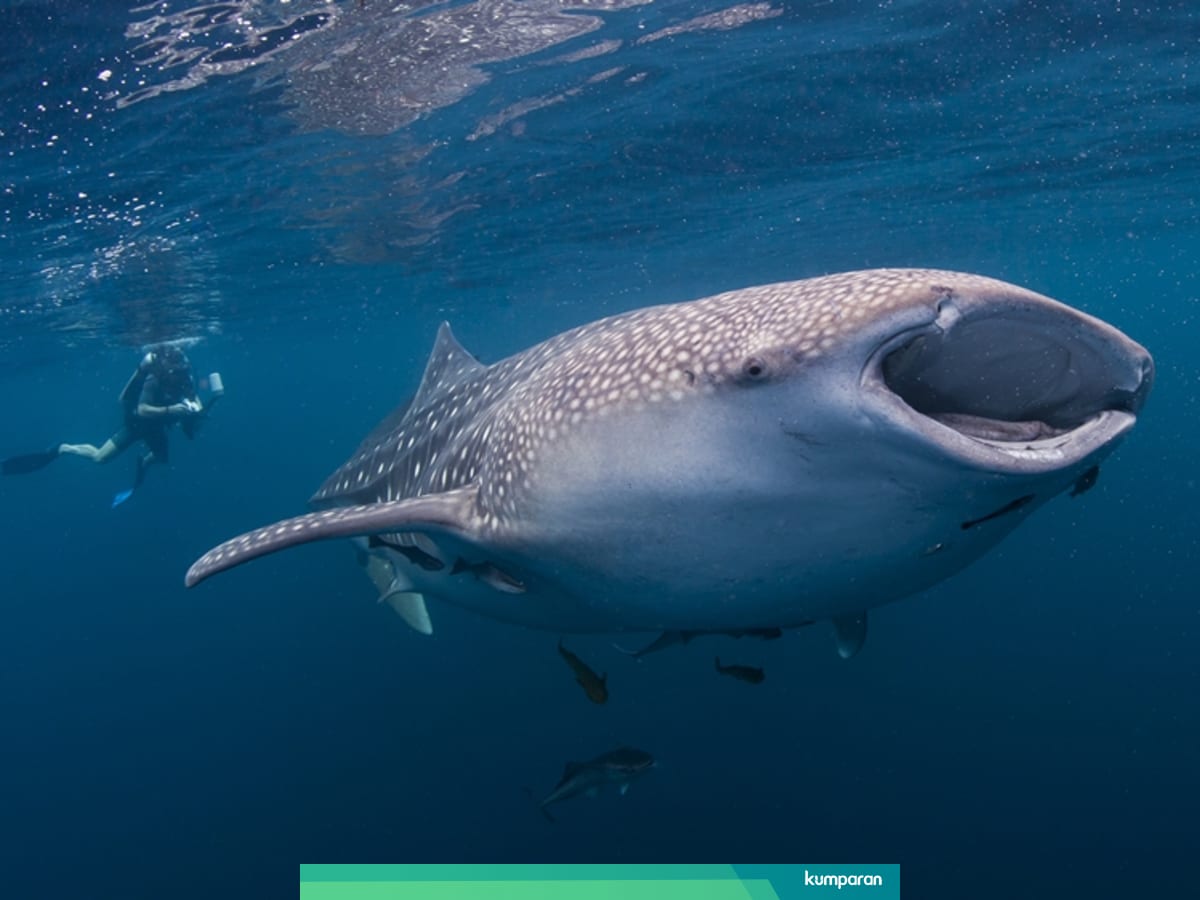 3 Cara Hewan Bernapas Dalam Air Kumparan Com