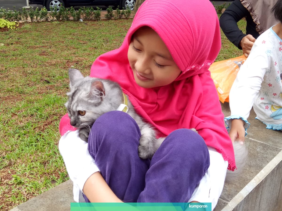7 Penyakit Mematikan Pada Kucing Yang Harus Kamu Tahu Kumparan Com