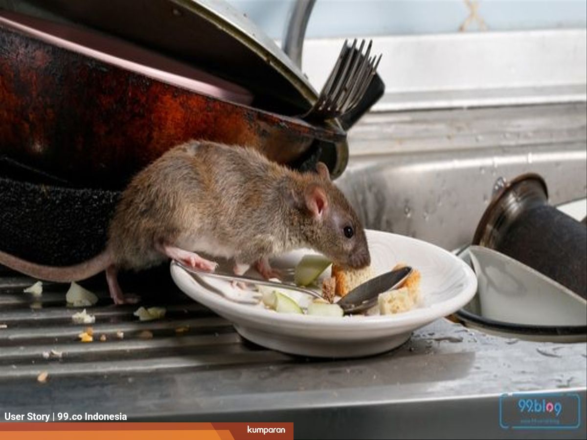 Waspada 5 Penyakit Yang Dibawa Tikus Ini Berbahaya Bagi Manusia Kumparan Com