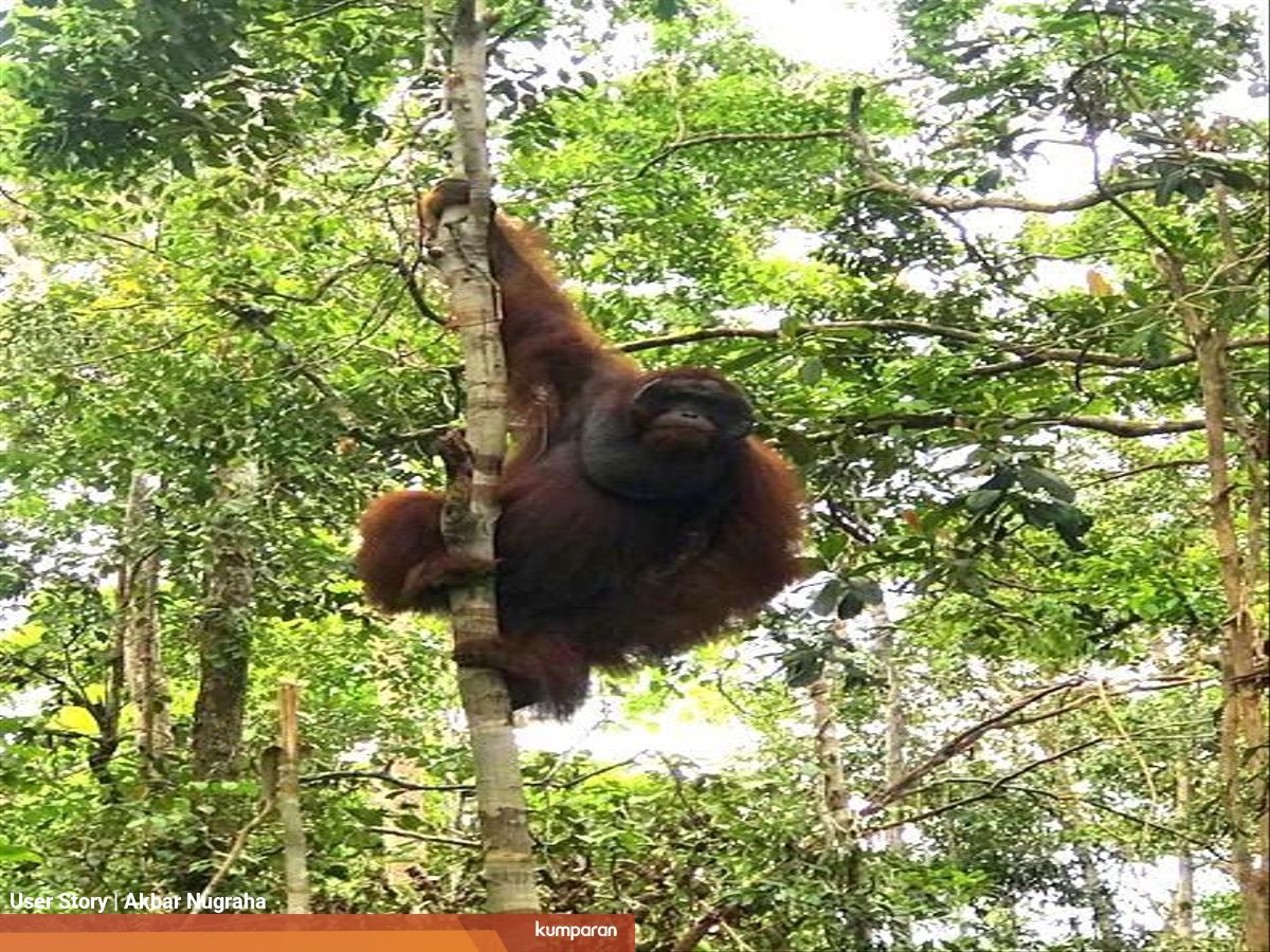 menyapa terry sang raja orang utan