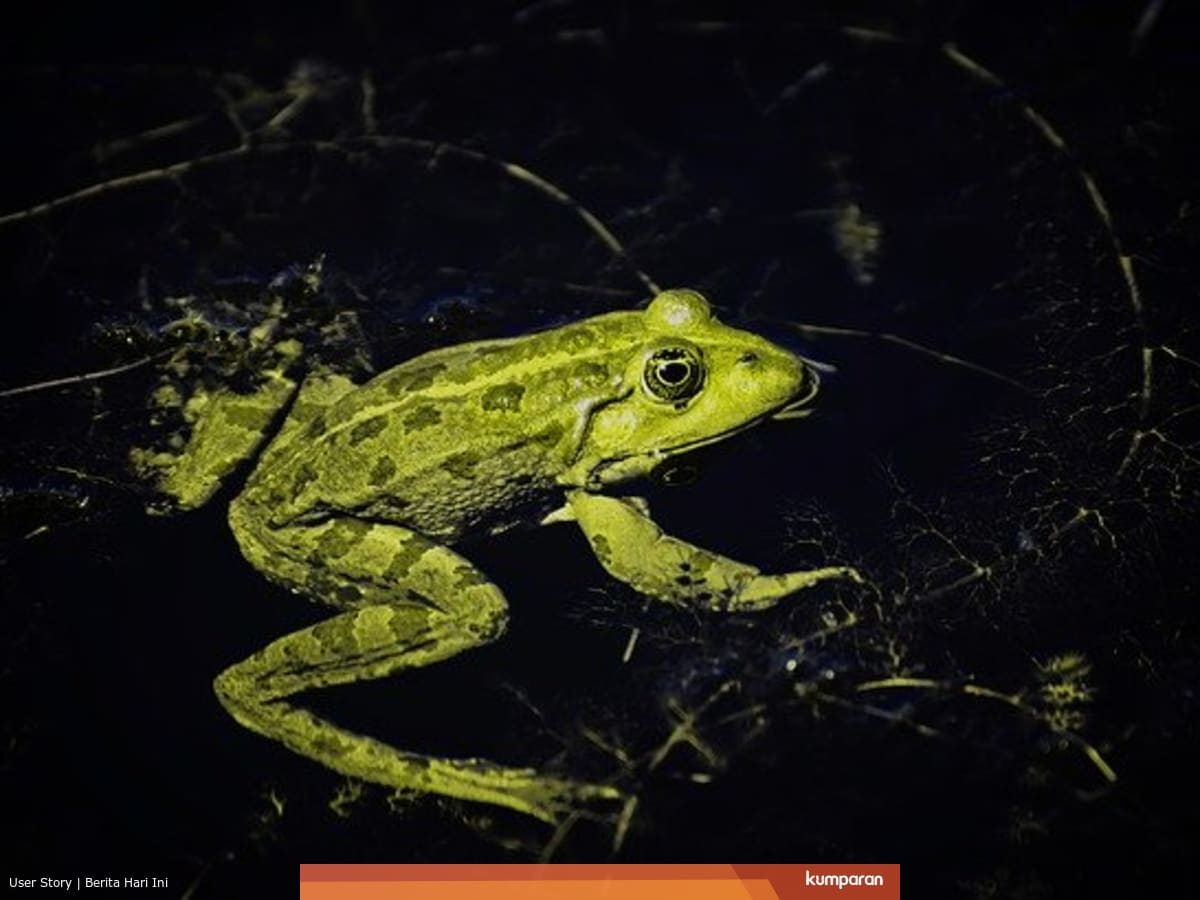 Jelaskan Daur Hidup Katak Mulai Dari Telur Hingga Dewasa Kumparan Com