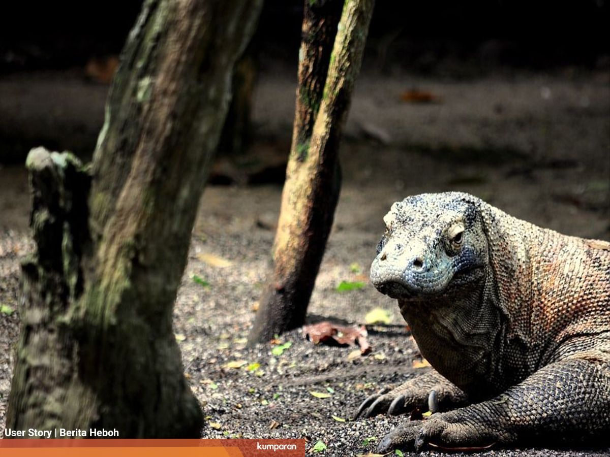 Perubahan Sikap Komodo Dari Masa Ke Masa Tangkas Hingga Malas Kumparan Com