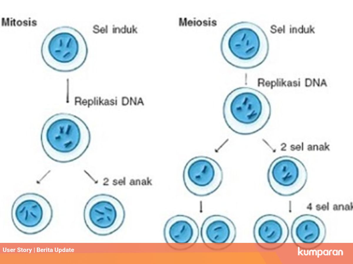 Pembelahan Mitosis Dan Meiosis Apa Bedanya Kumparan Com