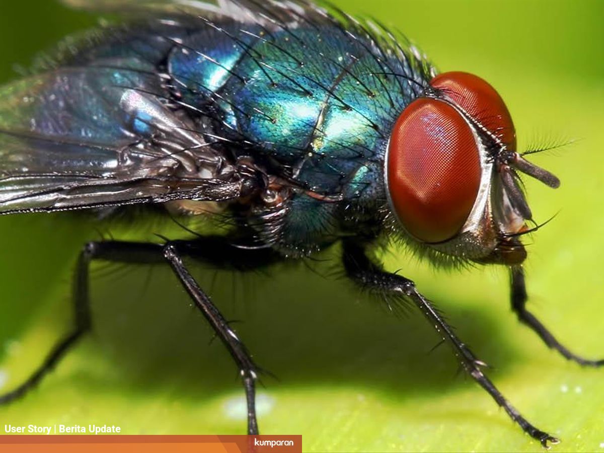 Metamorfosis Sempurna Pada Lalat Begini Proses Daur Hidupnya Kumparan Com