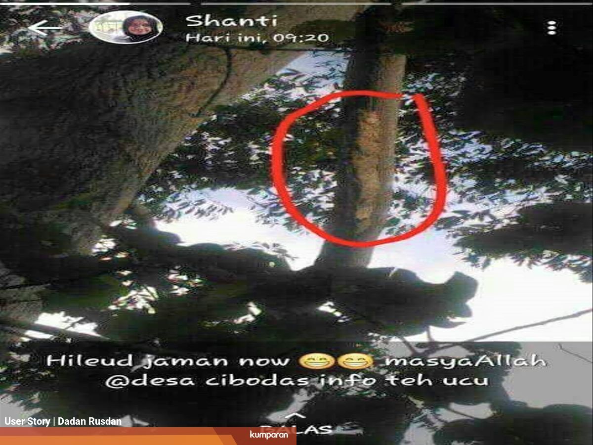 Ulat Bulu Zaman Now Panjang 1 Meter Ditemukan Warga Kumparan Com