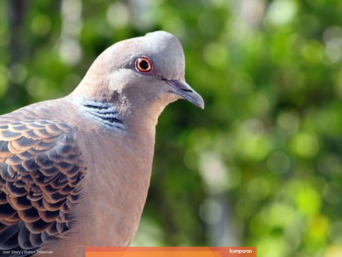 Mitos Gaib Tentang Burung Perkutut Kumparan Com