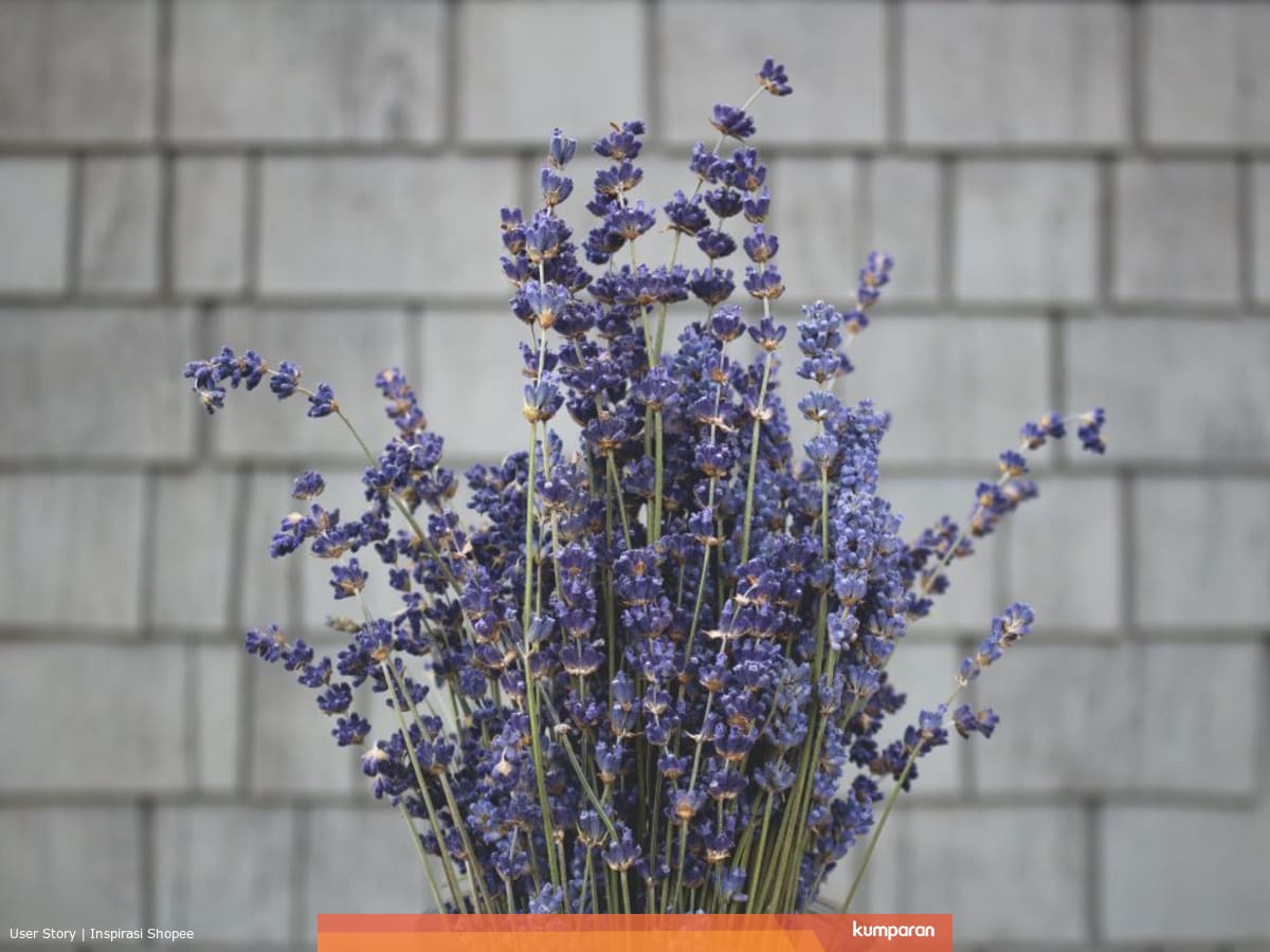 Usir Nyamuk Dengan Menanam Bunga Lavender Kumparan Com