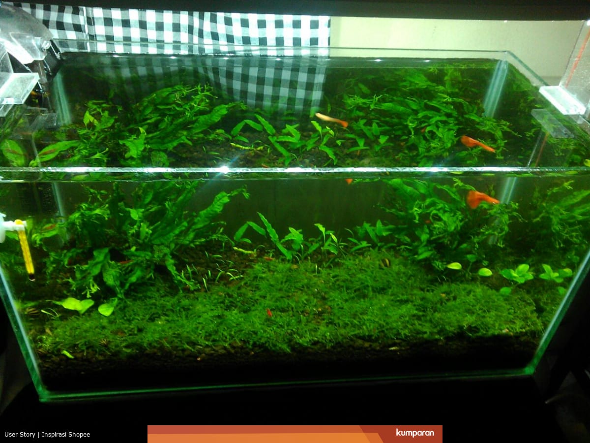 Memilih Lampu Aquascape Yang Tepat Untuk Pertumbuhan Tanaman Air