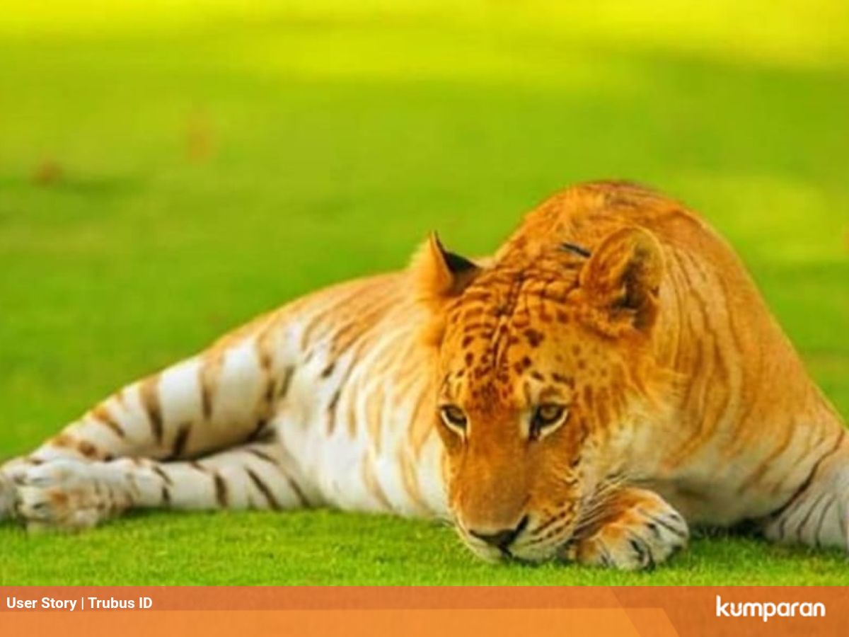 Geger Pria Ini Pelihara Kucing Raksasa Hasil Persilangan Harimau Dan Singa Kumparan Com