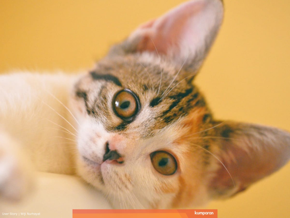 Mengenal Fpv Virus Paling Mematikan Pada Kucing Kumparan Com