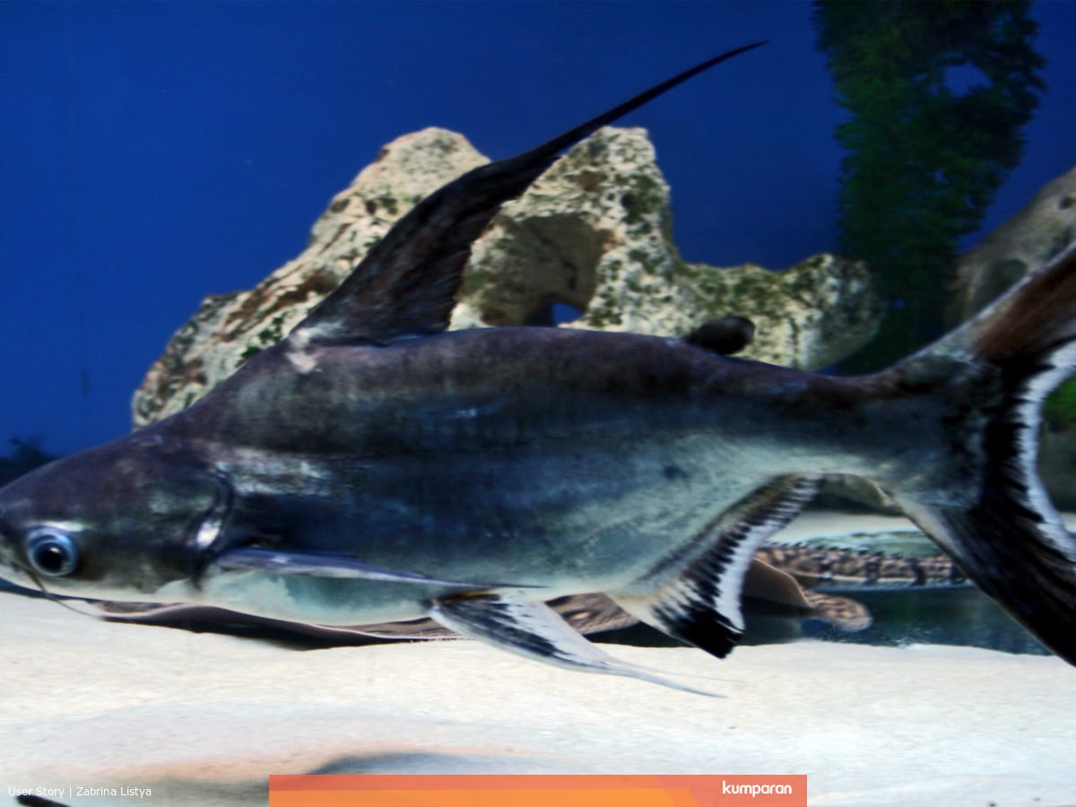 Makna Ikan Dalam Cerita Rakyat Nusantara Kumparan Com