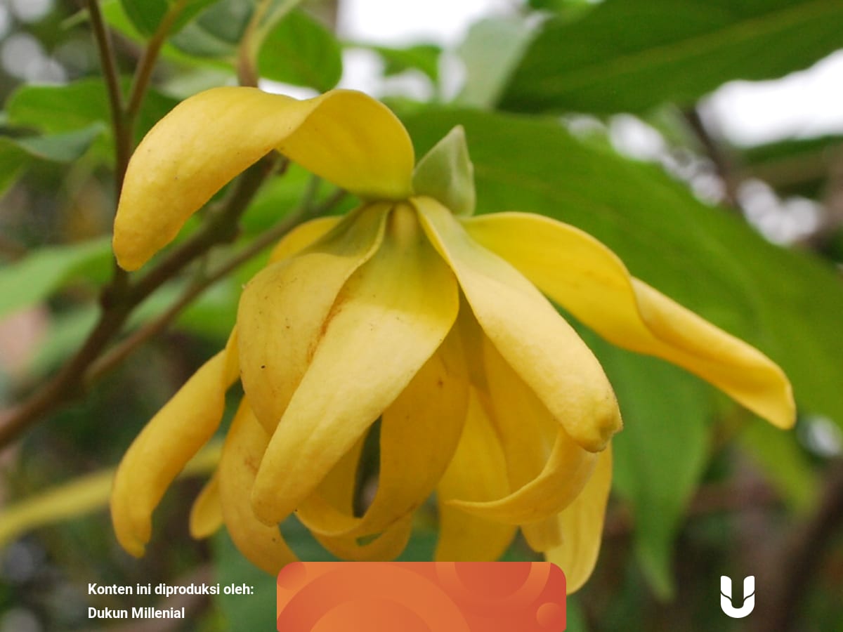 3 Mitos Bunga Kenanga Kumparan Com