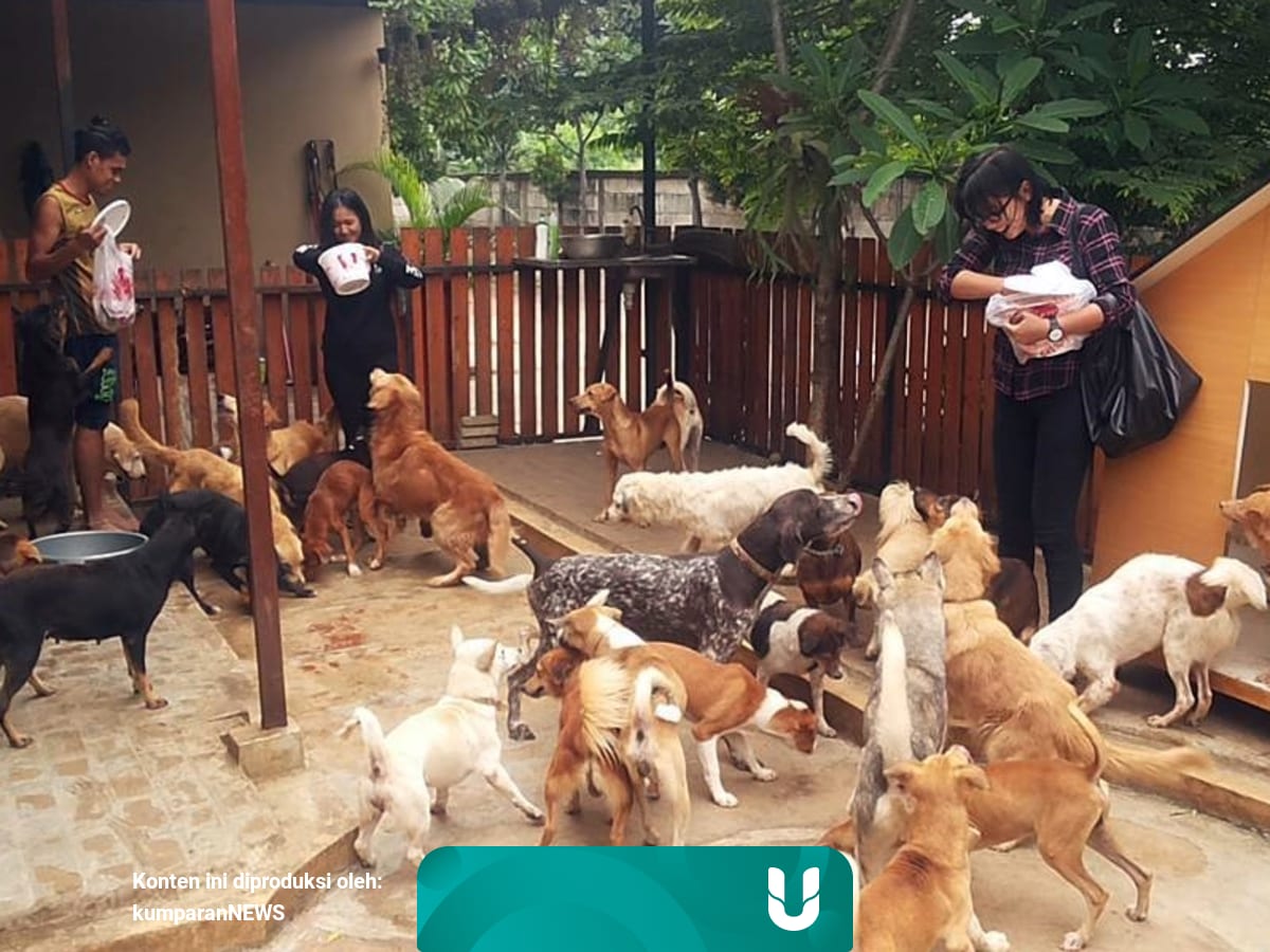 Deretan Kasus Yang Menyeret Animal Defenders Kumparan Com