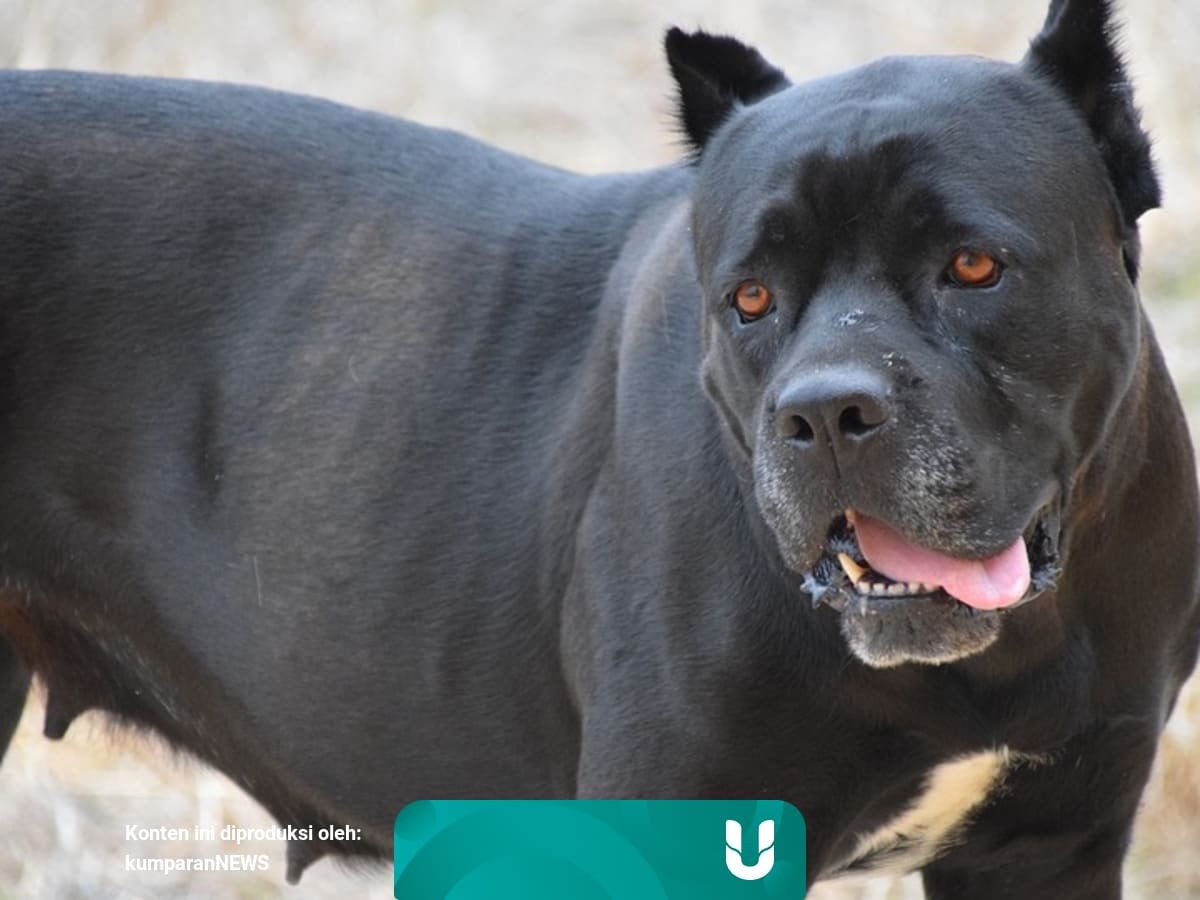 dari gigitan pitbull
