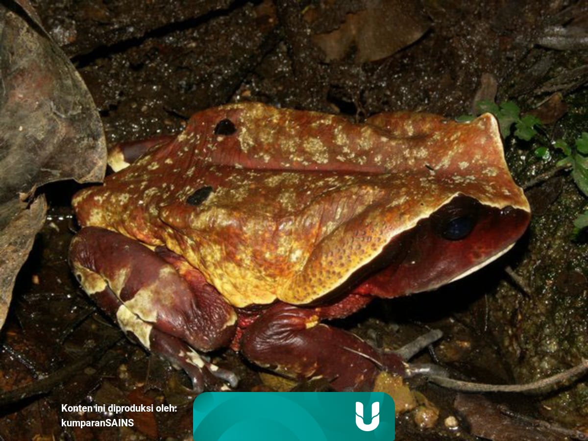 Kodok Ini Bisa Menyamar Jadi Ular Untuk Hindari Predator Kumparan Com Download lagu suara kodok besar (11.25mb) dan streaming kumpulan lagu suara kodok besar hasil diatas adalah hasil pencarian dari anda suara kodok besar mp3 dan menurut kami yang. kodok ini bisa menyamar jadi ular untuk