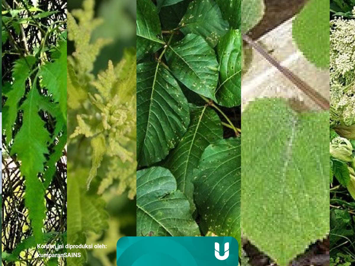 7 Tanaman Berbahaya Yang Tak Boleh Kamu Sentuh Kumparan Com