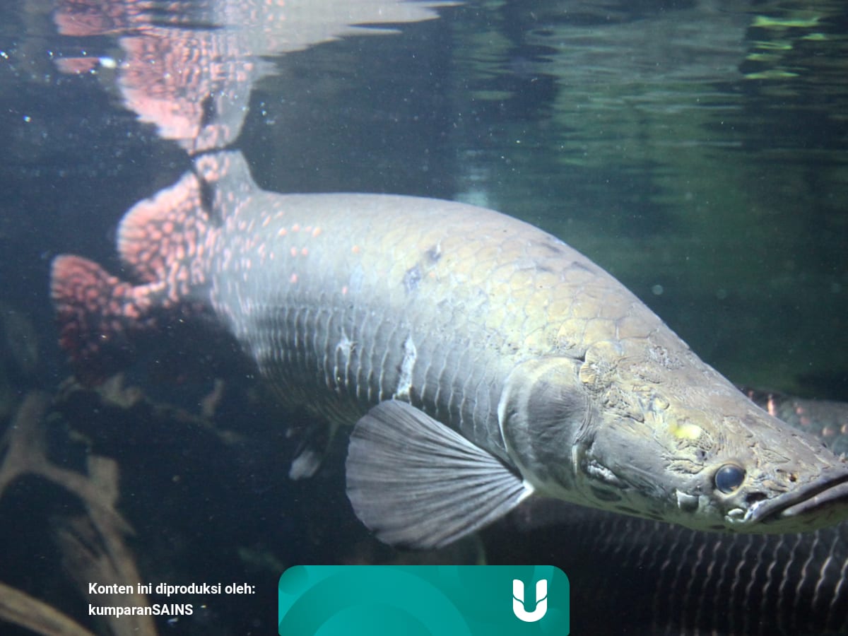 Mengenal Ikan Predator Arapaima Yang Dilepas Di Sungai Brantas Kumparan Com