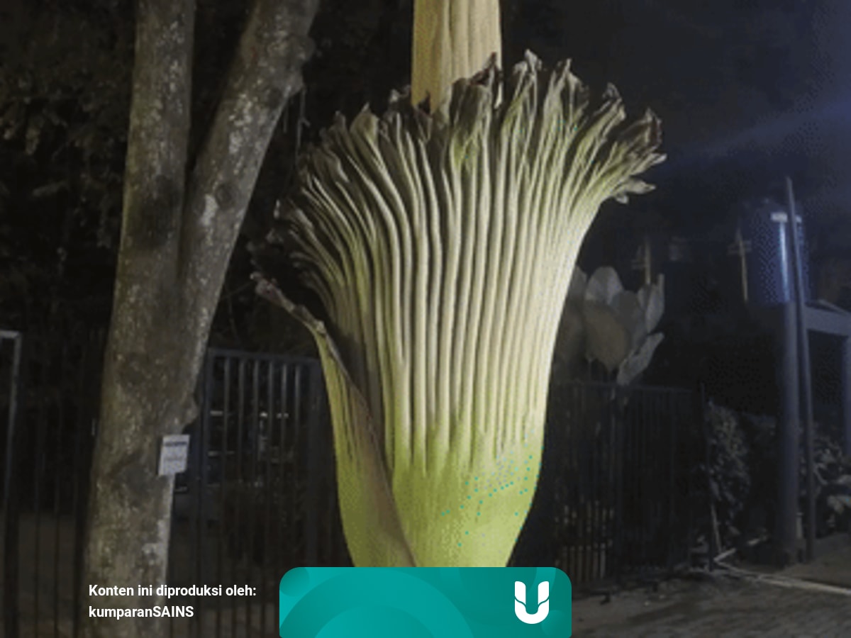 Bagaimana Aroma Dan Kandungan Kimia Bunga Bangkai Kumparan Com