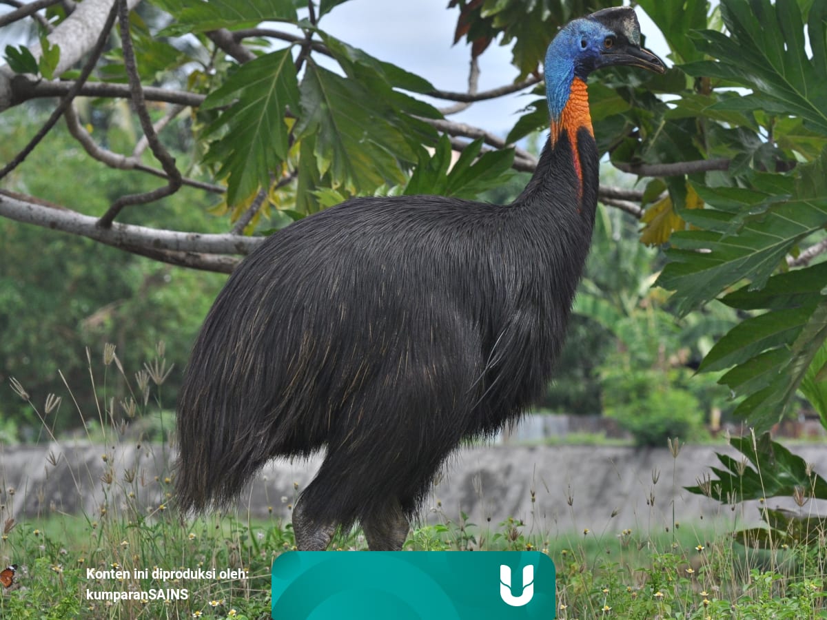 Seorang Pria Di Florida Tewas Dicakar Burung Paling Berbahaya Di Dunia Kumparan Com