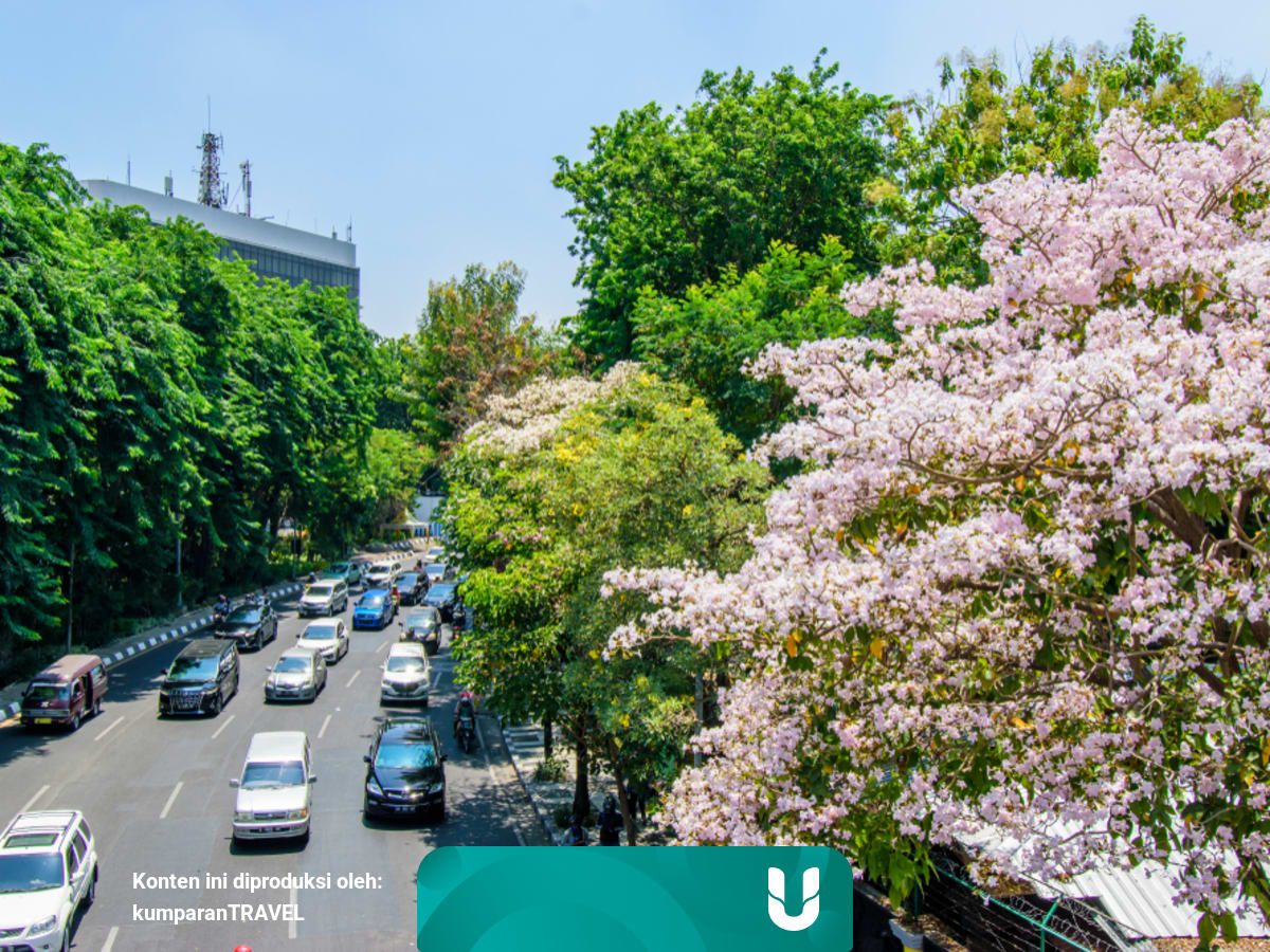 Bunga Tabebuya Bermekaran Surabaya Jadi Serasa Negeri Sakura Kumparan Com