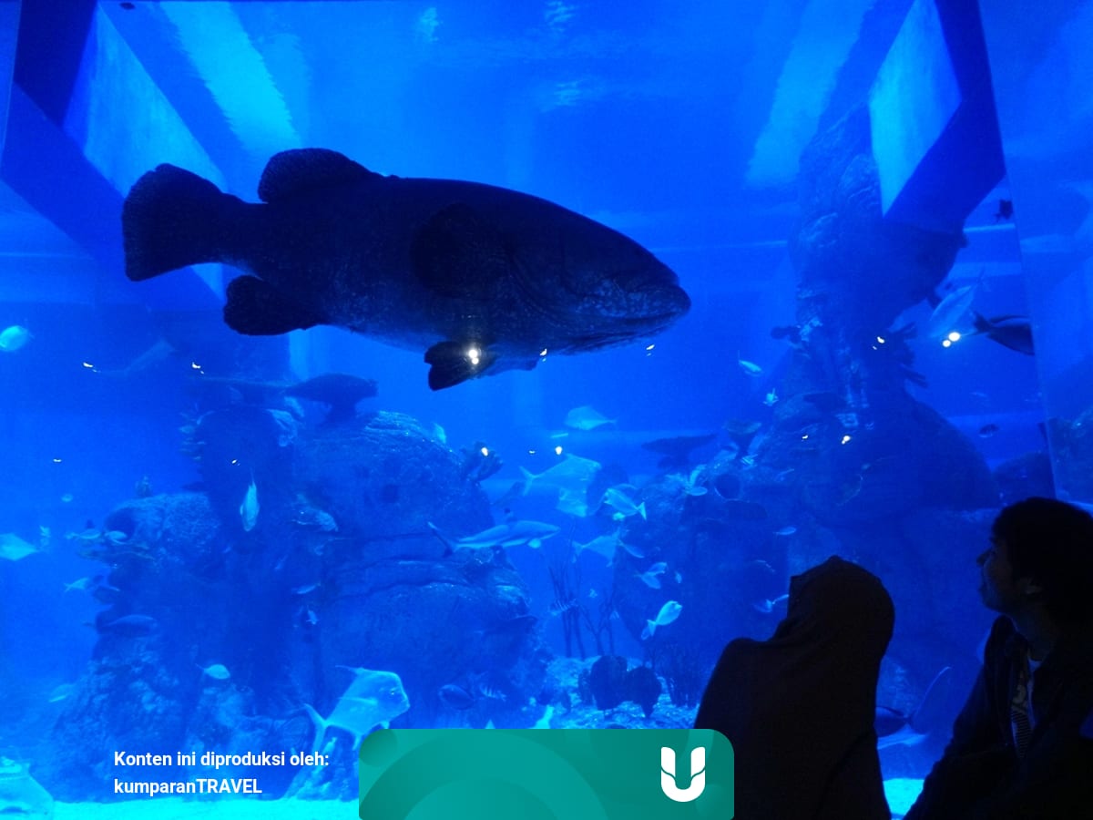 Harga Tiket Masuk Jakarta Aquarium Maret 2021 Beserta Jam Bukanya Kumparan Com Beli tiket jakarta aquarium online berkualitas dengan harga murah terbaru 2021 di tokopedia! harga tiket masuk jakarta aquarium