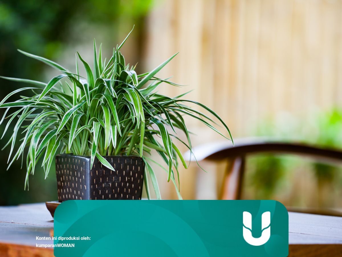 4 Bahan Di Dapur Yang Bisa Bikin Daun Tanaman Hias Jadi Bersih Cantik Mengilap Kumparan Com