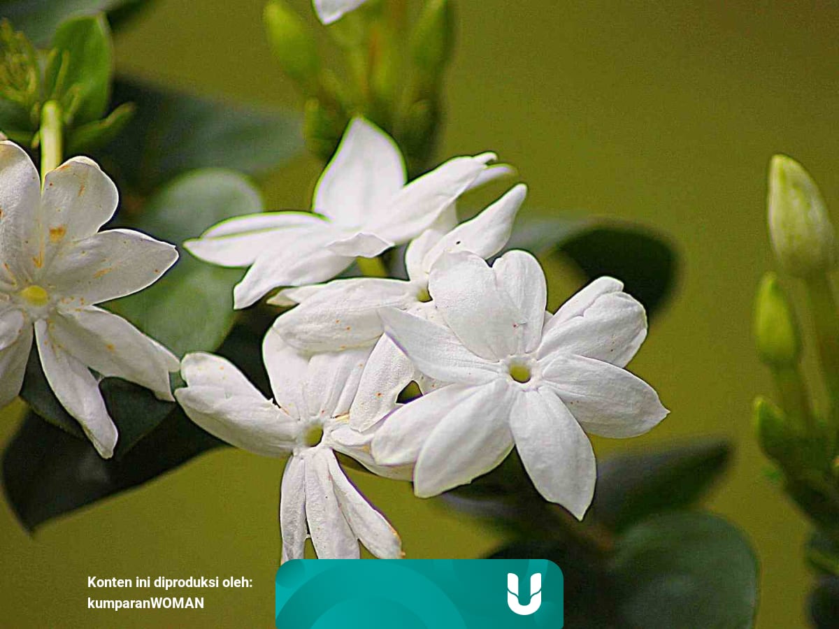 4 Jenis Bunga Yang Mudah Dipelihara Di Rumah Kumparan Com