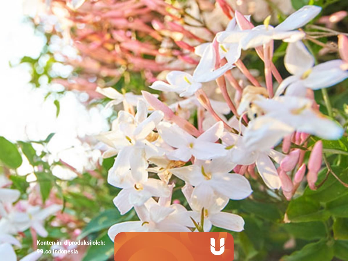 Memperindah Pekarangan Rumah Dengan 7 Macam Bunga Cantik Kumparan Com
