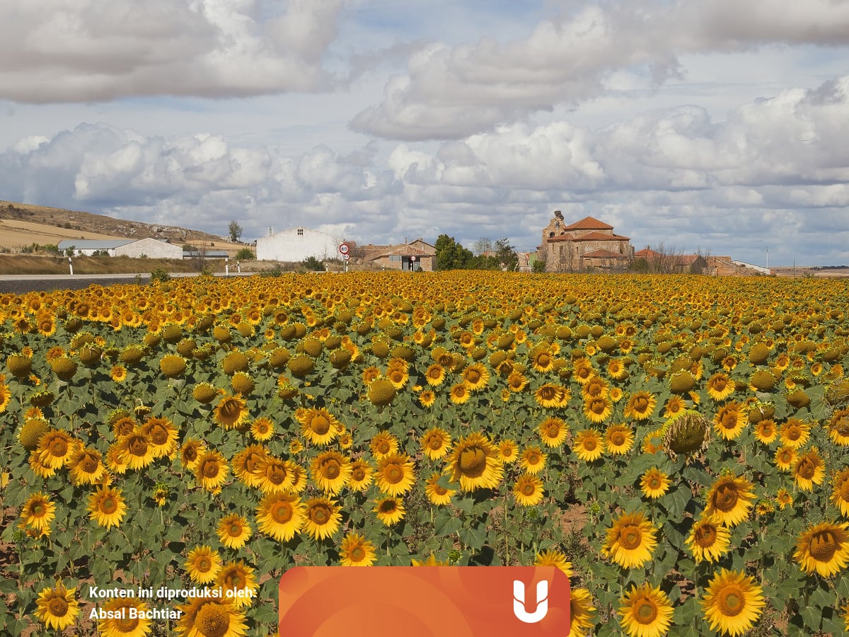 Apakah Bunga Matahari Mengikuti Arah Matahari Selama 24 Jam Kumparan Com