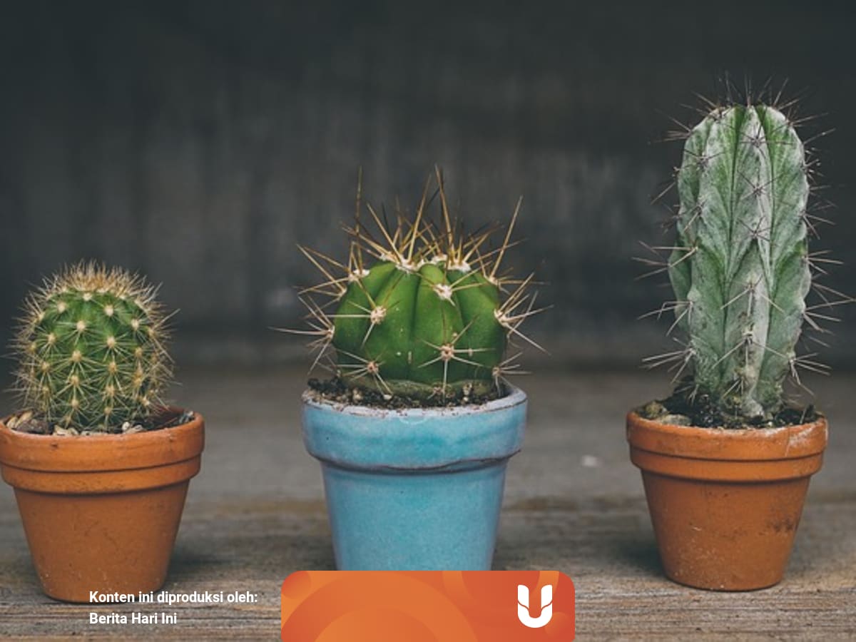 Pengertian Dan Contoh Tumbuhan Hidrofit Higrofit Dan Xerofit Kumparan Com