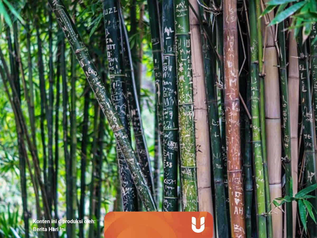 Bagaimana Cara Pohon Bambu Beradaptasi Dengan Lingkungan Sekitarnya Kumparan Com